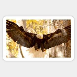 Bald Eagle in Flight Sticker